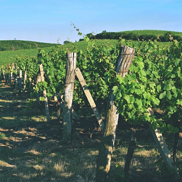 Photo vineyards under palava czech republic south moravian region wine region