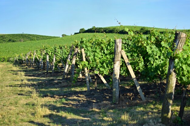 Vineyards under Palava Czech Republic South Moravian Region wine region