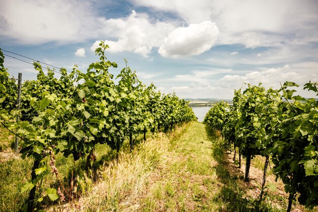 Vineyards palava moravia region czech republic palava and devin highest mountain of pavlov hills czech republic