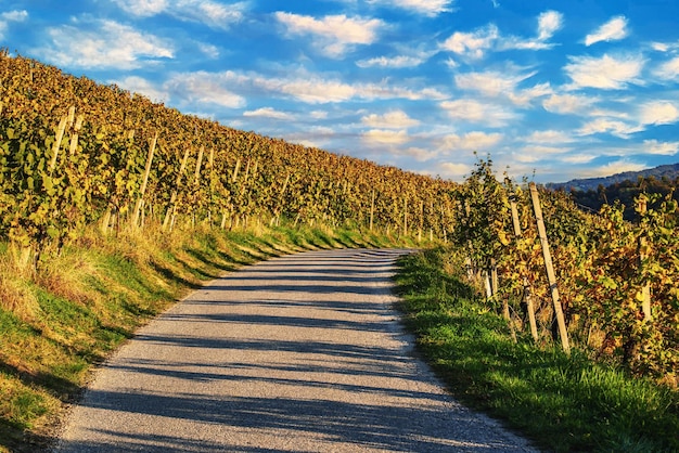 Vineyards row in slovenia