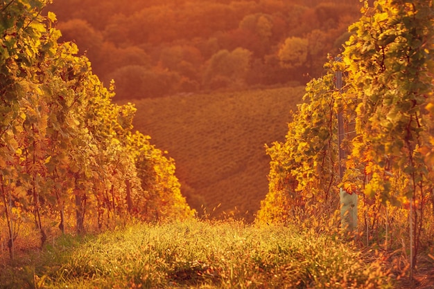 Vineyards row in Slovenia