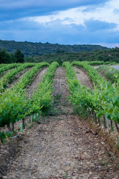 Vineyards rows in Huesca province in Spain