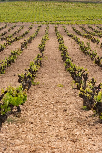 Vineyards in summer Fontanars dels Alforins Valencia Spain