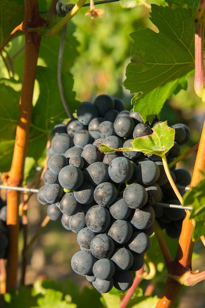 Vineyards in summer harvest. Large bunches of red wine grapes in sunny weather.