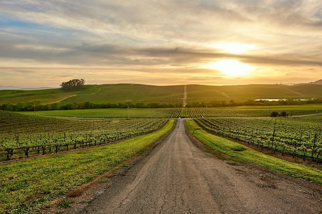 Vineyards at sunset in California USA