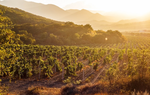 The vineyards at sunset, Crimea