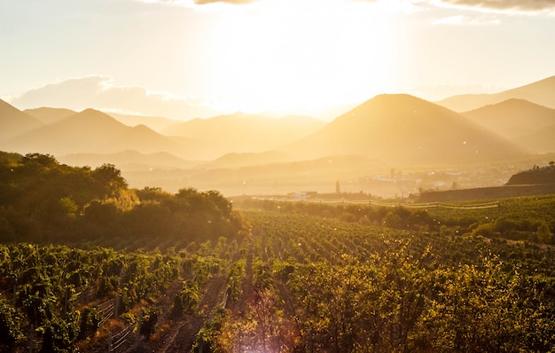 The vineyards at sunset