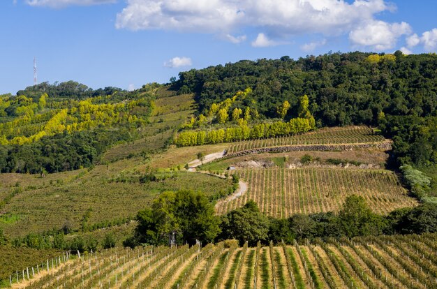 Foto valli dei vigneti in brasile