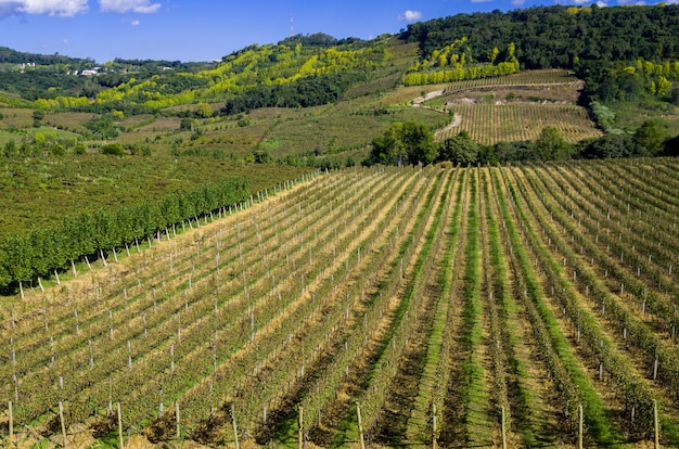 vineyards valleys in brazil 