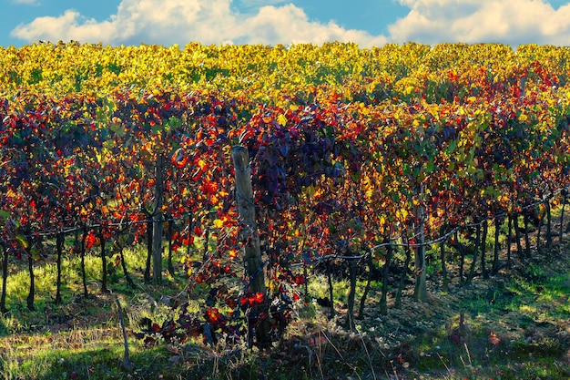 Vineyards Vines after harvest autumnal landscape