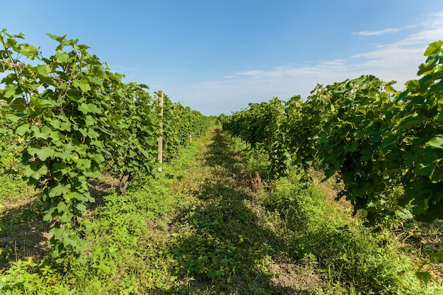 Vineyards of wine area of Georgia Kakheti, Kvareli wineyards close to Caucasus mountain range. Vineyards in the Kakheti region, Georgia, Caucasus