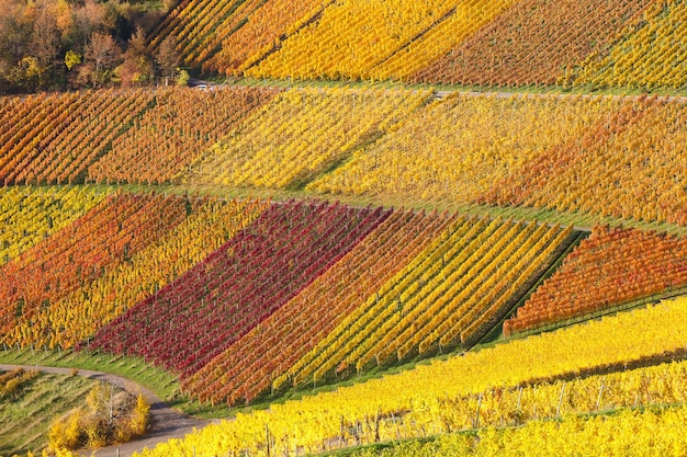 Vineyards wine autumn fall season colorful leaves nature