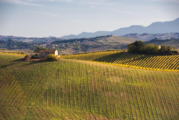 Vineyards and winery among hills rural landscape