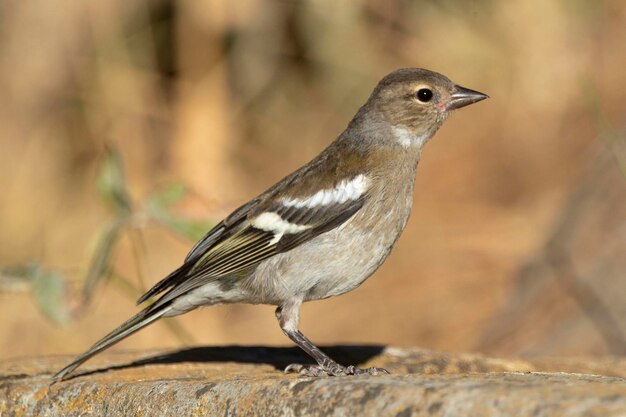 Vink Fringilla coelebs Avila Spanje