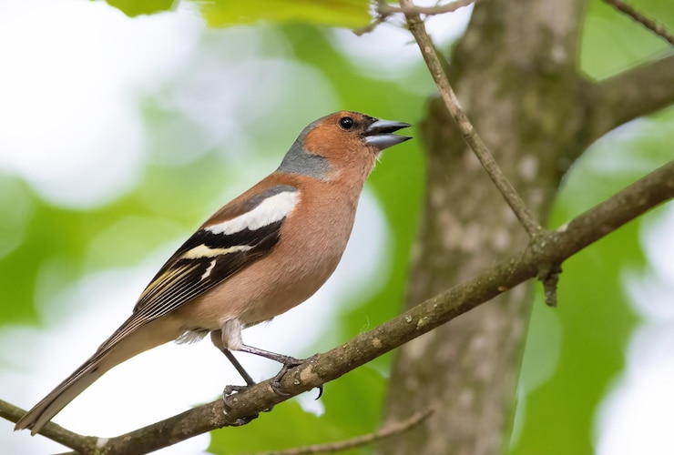 Foto vink fringilla coelebs een mannelijke vogel zingt zittend op een boomtak in het bos