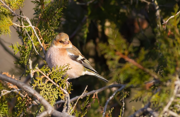 Vink Fringilla coelebs Een vogel zit op een tak van een thuja