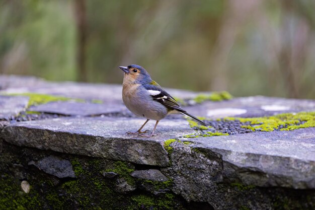 Vink Fringilla coelebs zittend op een steen