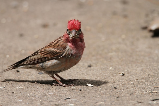 Vink in het wildreservaat