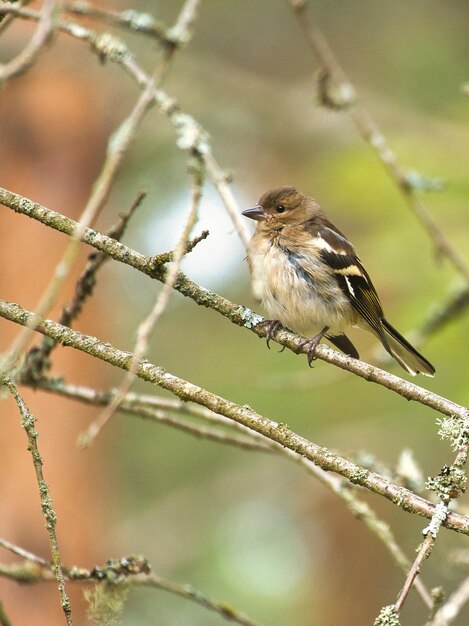 Vink jong op een tak in het bos Bruin grijs groen verenkleed Songbird