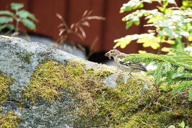 Vink juveniel op steen met rups in snavel bruingroen verenkleed