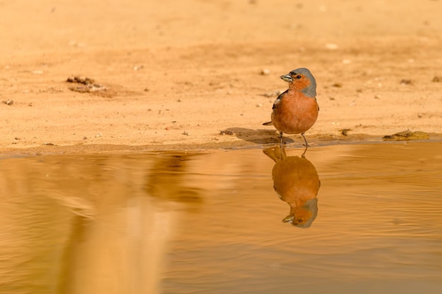 Vink of Fringilla coelebs weerspiegeld in de gouden poel