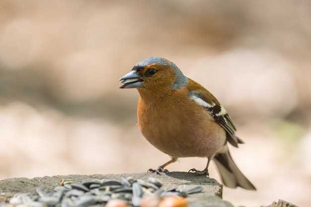 Vink op een tak