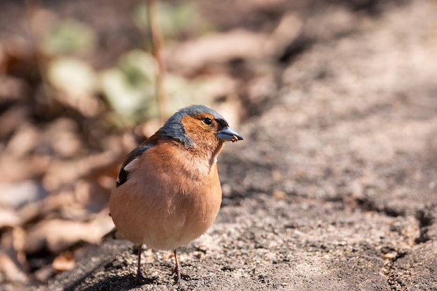 Vink op een tak