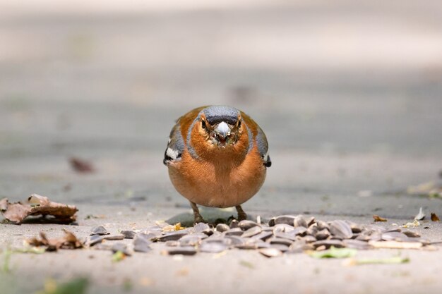 Vink op een tak