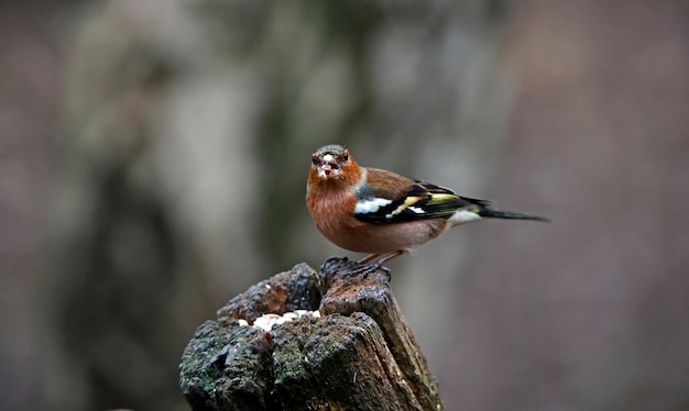 Vink op een voederplaats in het bos