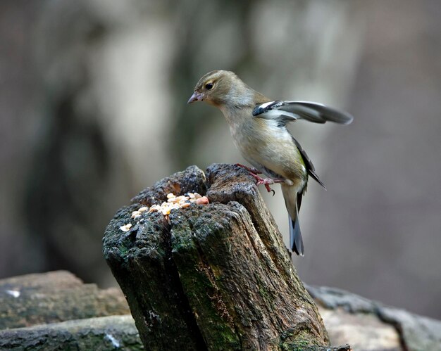 Vink op een voederplaats in het bos