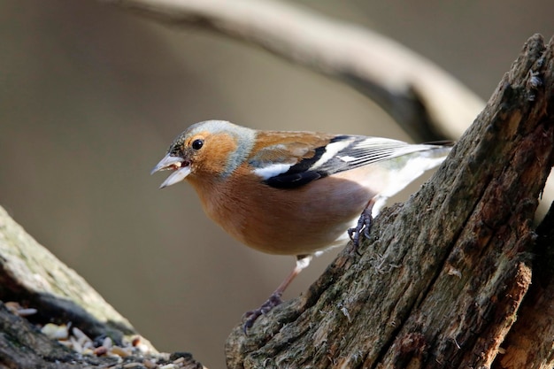 Vink op zoek naar voedsel in het bos