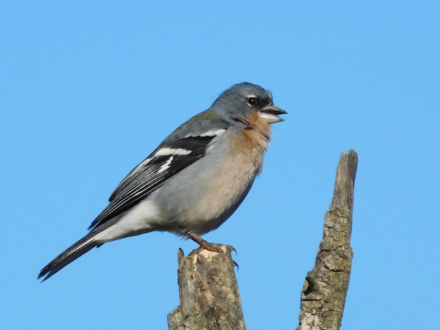 vink