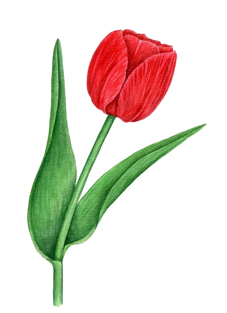 Foto vintage aquarel rode tulp botanische illustratie geïsoleerd