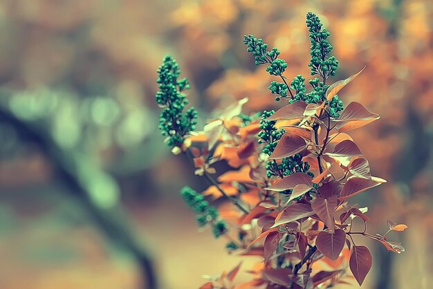 vintage background little flowers, nature beautiful, toning design spring nature, sun plants