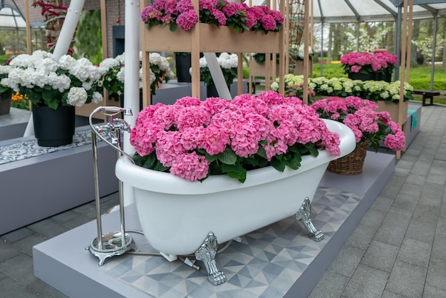 Vintage bathtub filled with pink hydrangea for women day