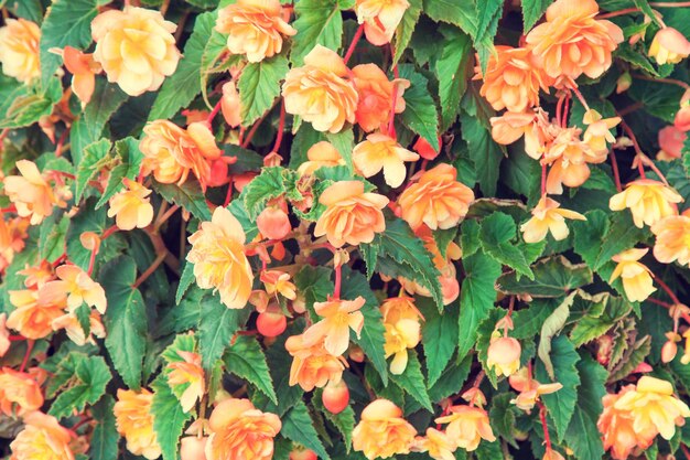 Vintage begonia bloem achtergrond