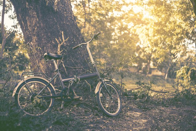 ヴィンテージ自転車、ライトトーンのある公園。