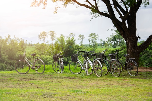 Vintage bikes park on the lawn in the garden with natural views