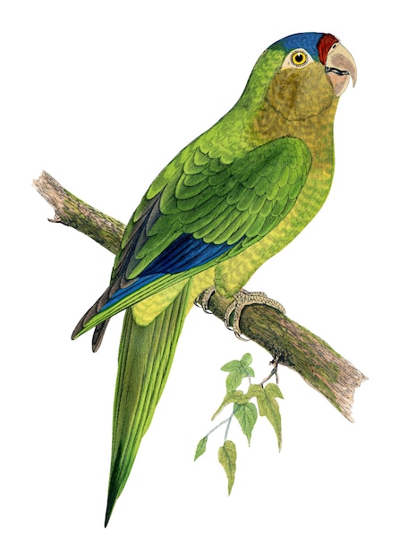 Винтажная птица png petzs conure прозрачный фон Remixed by rawpixel