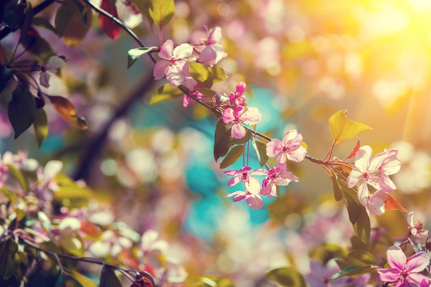 Vintage bloeiende boomgaard Takken met kersenbloemen bij zonsondergang