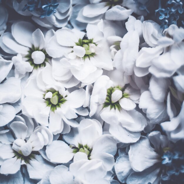 Vintage bloemen in een droomtuin bloemenachtergrond