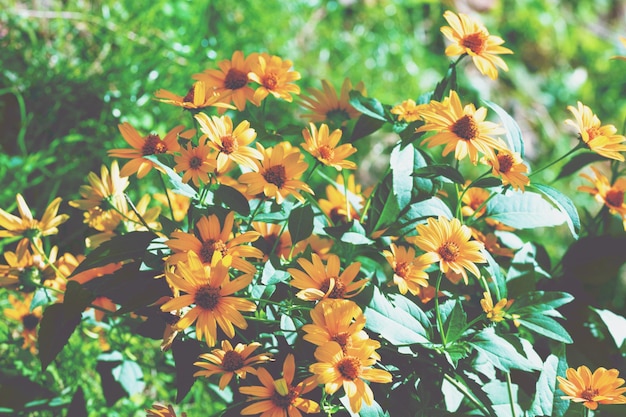 Vintage bloemenachtergrond Blackeyed Susan Flowers in a garden