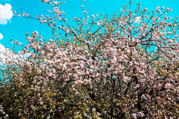 Vintage bloesem appelbomen bij zonsopgang Lente natuurlijke achtergrond