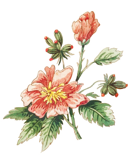 ヴィンテージのくピンクの花の枝のデザイン要素