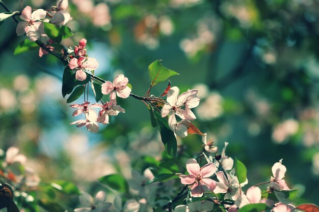 桜の花とヴィンテージ開花果樹園の枝