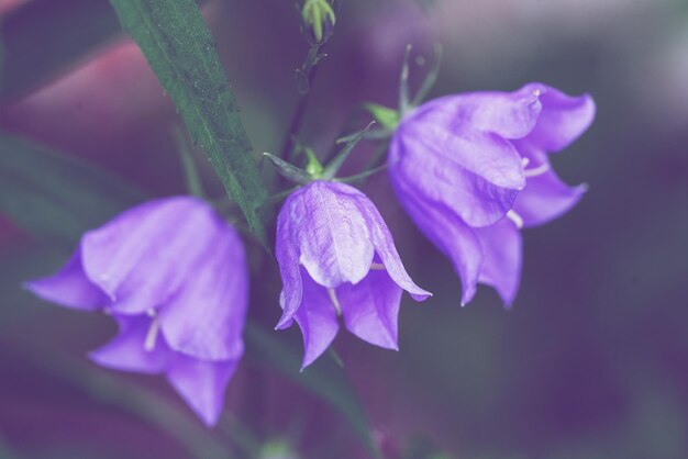 庭のヴィンテージの青い鐘の花