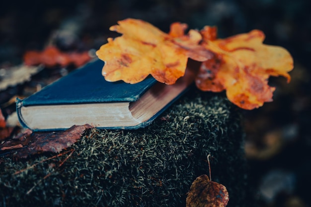 Vintage book with orange oak autumn leaves on a stump in the forest