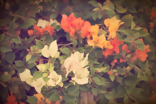 Vintage bougainvillea bloeit in de tuin