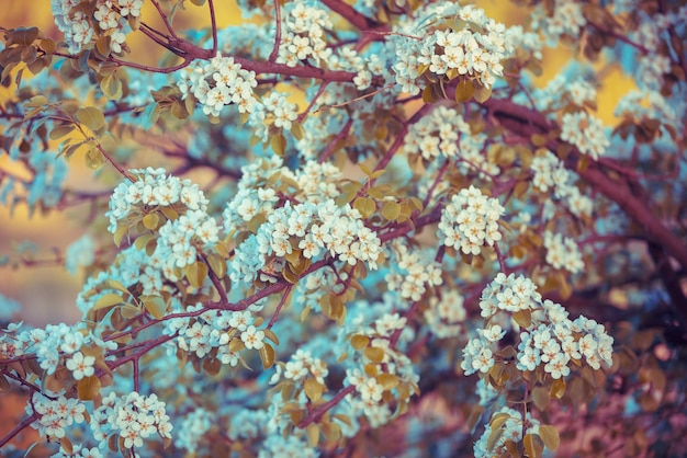 Ramo d'epoca di una pera in fiore nel frutteto sfondo della natura primaverile