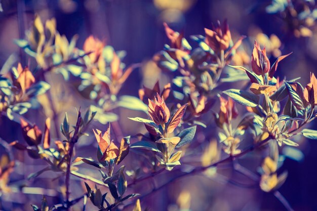 Vintage branches with young leaves background Springtime